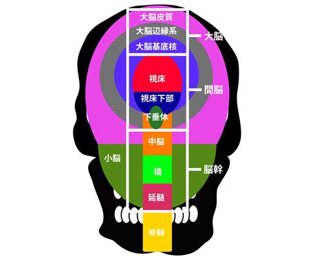 頭 位置|脳の構造と部位別の機能についてわかりやすく解説